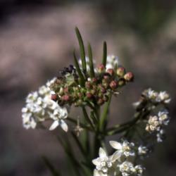 Asclepias verticillata L. (whorled milkweed), close-up of flower and buds