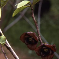 Asimina triloba (L.) Dunal (pawpaw), flowers and new foliage