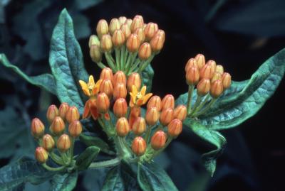 Asclepias tuberosa L. (butterfly weed), close-up of buds and blooms with leaves
