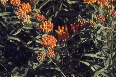 Asclepias tuberosa L. (butterfly weed), flowers and leaves