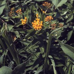 Asclepias tuberosa L. (butterfly weed), flowers and buds