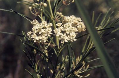 Asclepias verticillata L. (whorled milkweed), close-up of umbel with flowers 