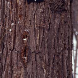 Juglans nigra (black walnut), bark in winter