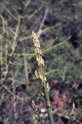 Asparagus officinalis L. (garden asparagus), close-up of stems