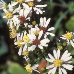 Symphyotrichum drummondii  var. drummondii (Drummond's aster), flowers
