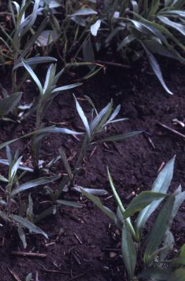 Symphyotrichum ericoides (L.) G.L. Nesom (heath aster), emerging stems with leaves