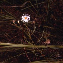 Symphyotrichum boreale (Torr. & A. Gray) A. Löve & D. Löve (Northern bog aster), flower on stem