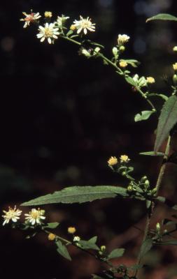 Symphyotrichum lateriflorum (L.) A. Löve & D. Löve (branching aster), flowers and leaves 