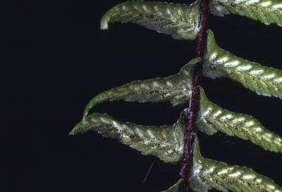 Asplenium platyneuron L. (Ebony Spleenwort), close-up of frond with sori (spores)