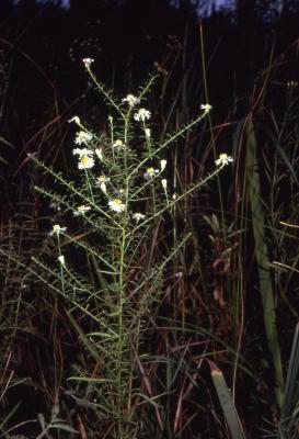 Symphyotrichum dumosum (L.) G.L. Nesom (bushy aster), habit