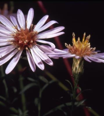 Symphyotrichum dumosum (L.) G.L.Nesom (bushy aster), close-up of flowers