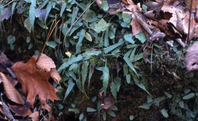 Asplenium rhizophyllum L. (walking fern), habit