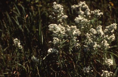 Symphyotrichum ericoides (L.) G.L. Nesom (heath aster), habit