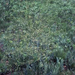 Asparagus officinalis L. (garden asparagus), form 