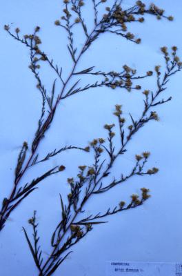 Symphyotrichum dumosum (L.) G.L. Nesom (bushy aster), dried composition of plant