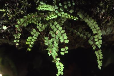 Asplenium trichomanes L. (maidenhair spleenwort), form