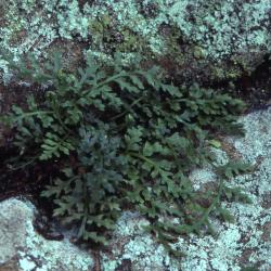 Asplenium montanum Willd. (mountain spleenwort), habit