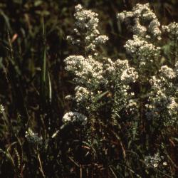 Symphyotrichum ericoides (L.) G.L. Nesom (heath aster), habit