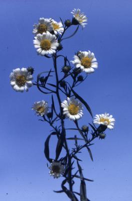 Aster L. (aster), flowers on stems