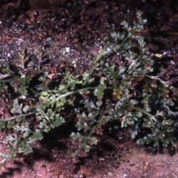 Asplenium montanum Willd. (mountain spleenwort), habit