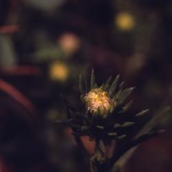 Symphyotrichum ciliatum (Ledeb.) G.L.Nesom (rayless aster), close-up of flower bud