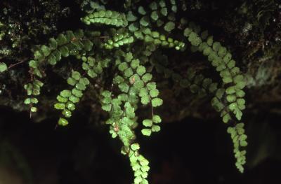 Asplenium trichomanes L. (maidenhair spleenwort), form