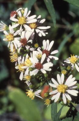 Symphyotrichum drummondii  var. drummondii (Drummond's aster), flowers