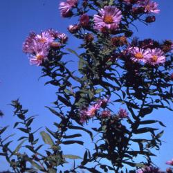 Symphyotrichum novae-angliae (L.) G.L. Nesom (New England aster), flowering habit