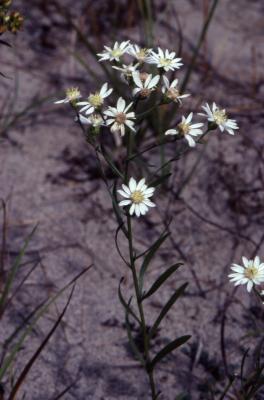 Symphyotrichum dumosum (L.) G.L. Nesom (bushy aster), flowers