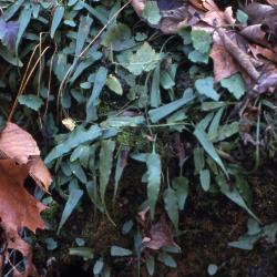 Asplenium rhizophyllum L. (walking fern), habit