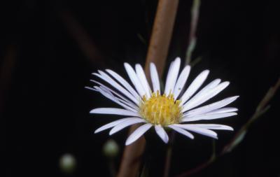 Symphyotrichum boreale (Torr. & A. Gray) A. Löve & D. Löve (Northern bog aster), close-up of single flower