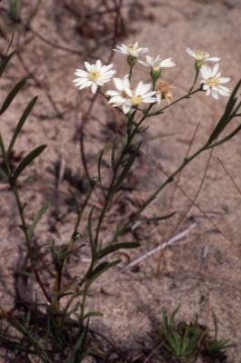 Symphyotrichum dumosum (L.) G.L. Nesom (bushy aster), flowers on stems