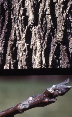 Juglans nigra (black walnut), bark and twig