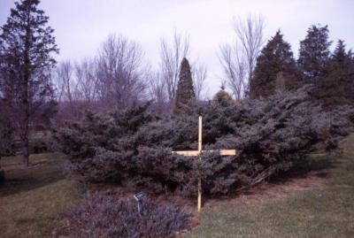 Juniperus virginiana ‘Reptans’ (eastern red-cedar), grafted shrub with wooden marker