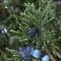 Juniperus virginiana var. crebra (eastern red-cedar), detail of leafy twigs with berrylike seed cones