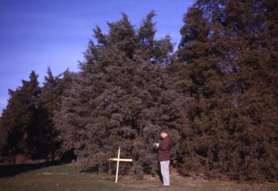 Juniperus virginiana ‘Glauca’ (Blue eastern red-cedar), Roy Nordine studying grafted tree