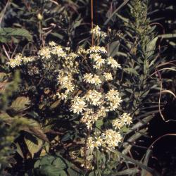 Doellingeria umbellata (Mill.) Nees (flat-topped aster), flowering habit