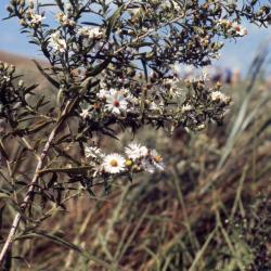 Symphyotrichum lanceolatum (Willd.) G.L. Nesom (panicled aster), flowers