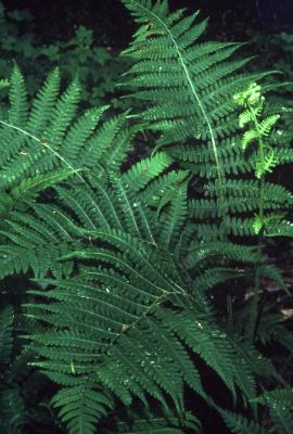 Athyrium thelypterioides (lady fern), leaves (fronds) 