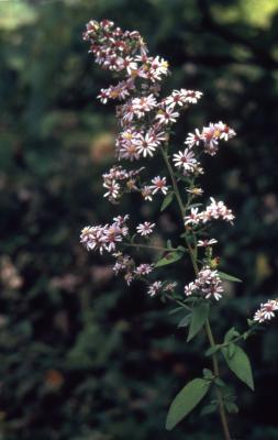Symphyotrichum drummondii, var. drummondii (Drummond's aster), stem with flowers