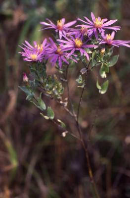 Symphyotrichum sericeum (Vent.) G.L. Nesom (silky aster), close-up of flower stalks