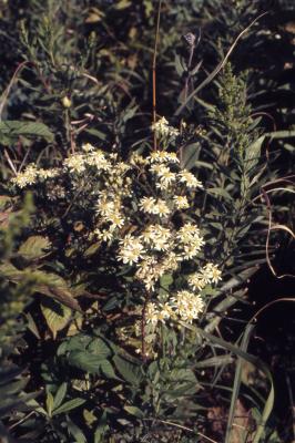 Doellingeria umbellata (Mill.) Nees (flat-topped aster), flowering habit