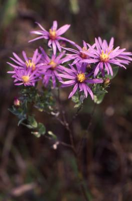 Symphyotrichum sericeum (Vent.) G.L. Nesom (silky aster), close-up of flowers