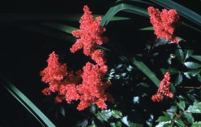 Astilbe (astilbe), flowers