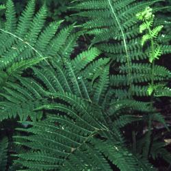 Athyrium thelypterioides (lady fern), leaves (fronds) 