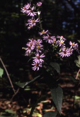 Symphyotrichum shortii (Lindl.) G.L. Nesom (short's aster), stem with branching flower stalks