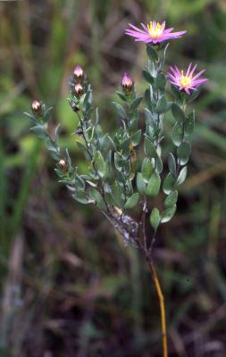 Symphyotrichum sericeum (Vent. ) G.L. Nesom (silky aster), stem with flower stalks
