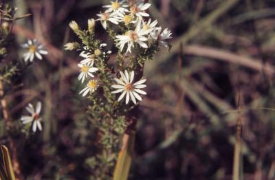 Aster (L.) (aster), flowers