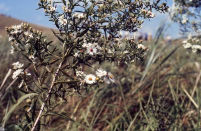 Symphyotrichum lanceolatum (Willd.) G.L. Nesom (panicled aster), flowers