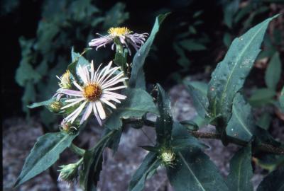 Symphyotrichum puniceum (L.) A. Love & D. Love (glossy-leaf aster), flower